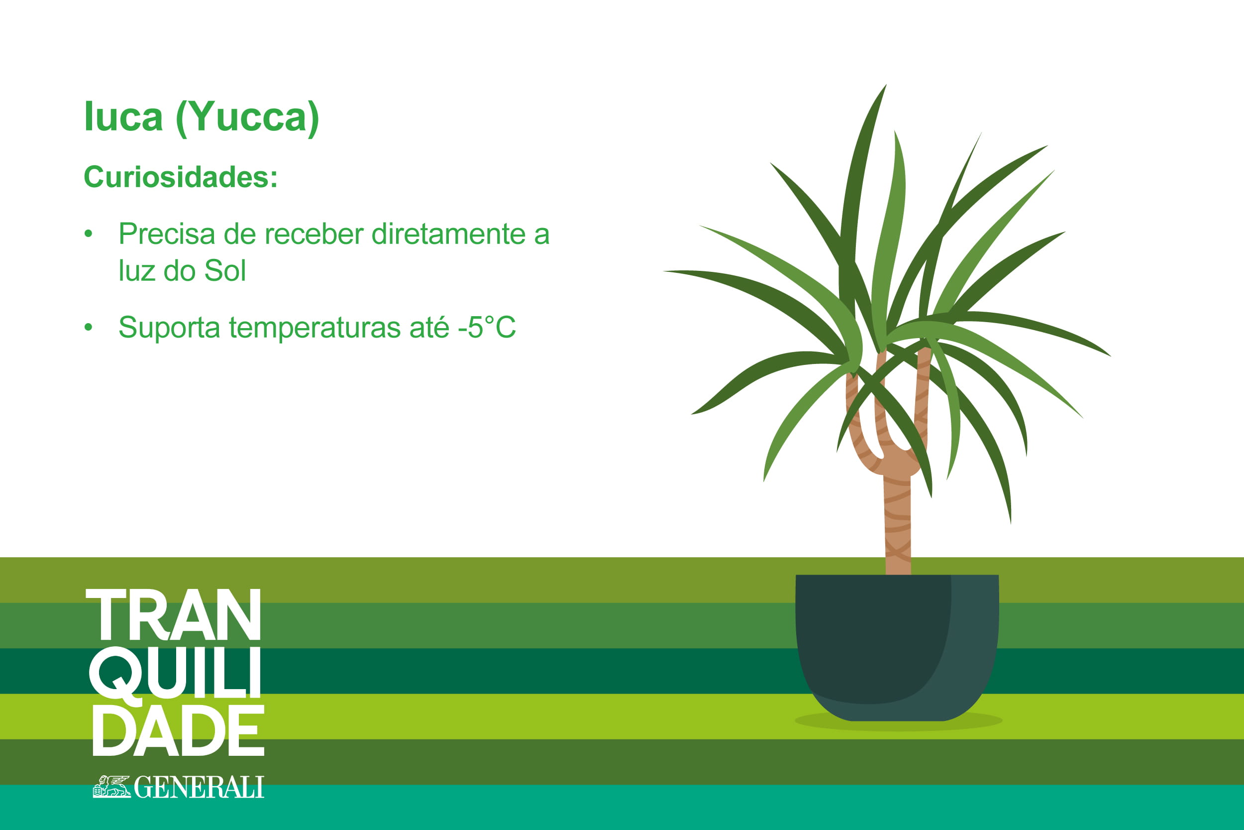 Infografia de planta Iuca