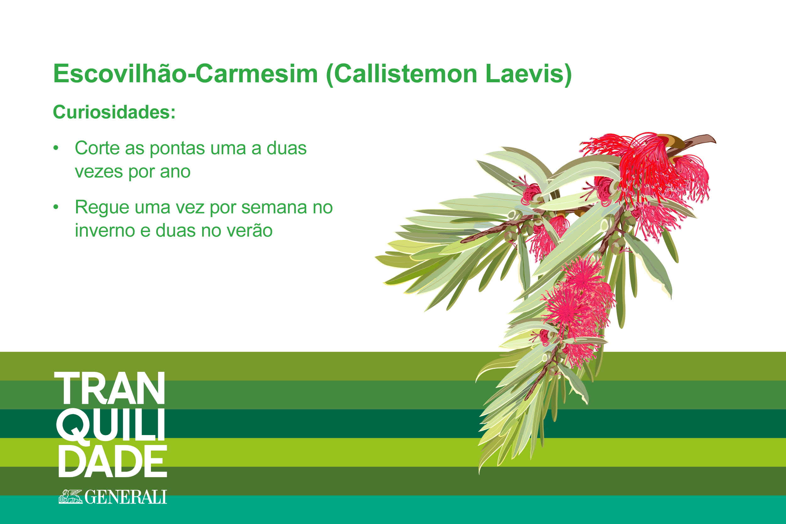 Infografia de planta Escovilhão-Carmesim