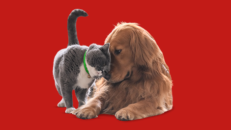 formulário animais domésticos cães e gatos